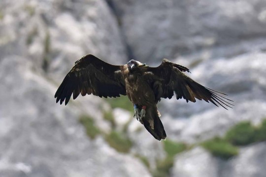 Recka ist mittig auf dem Bild zu sehen, sie im Flug auf, von vorne zu sehen | © Markus Leitner