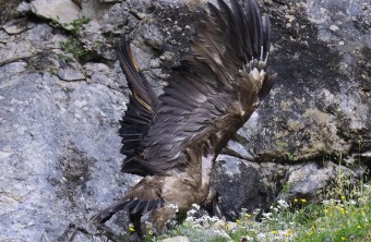 Recka mit ausgebreiteten Flügeln | © Markus Leitner