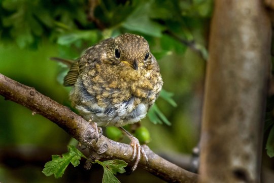 Rotkehlchen-Jungvogel auf Ast | © Carl-Peter Herbolzheimer