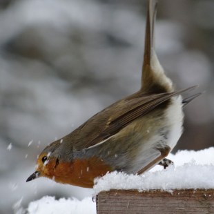 Rotkehlchen im Schnee | © Maria Bauer