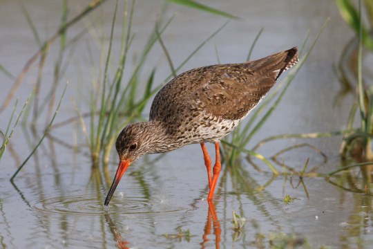 Rotschenkel watet durchs Wasser  | © Zdenek Tunka