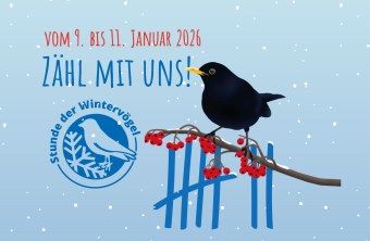 Eine Amsel sitzt auf einem Ast mit roten Beeren, begleitet vom Logo der Stunde der Wintervögel des LBV.