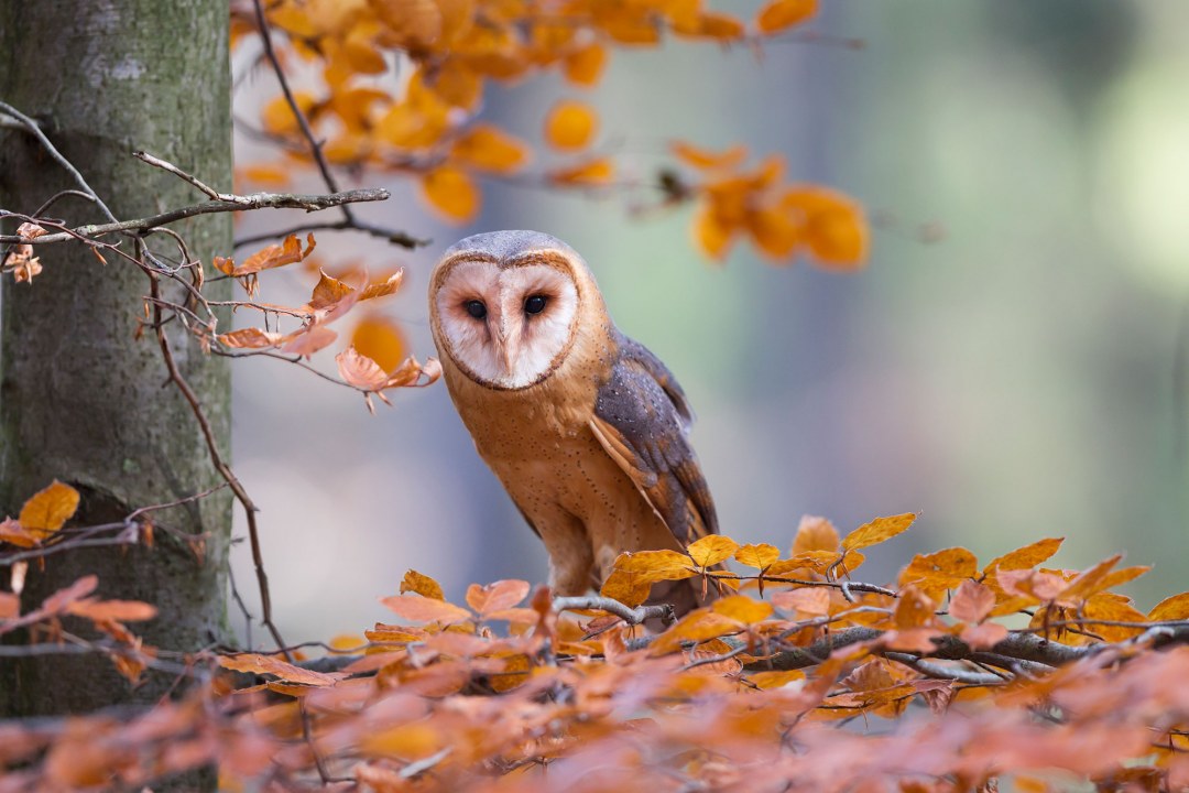 Schleiereule sitzt in herbstlicher Buche | © Marcus Bosch