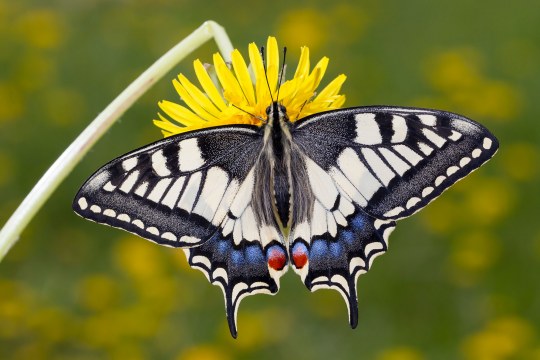 Schwalbenschwanz (Schmetterling) sitzt auf einer gelben Blume und saugt daran | © Marcus Bosch