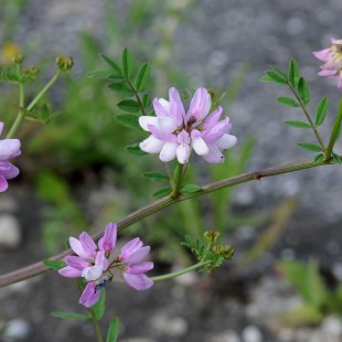 Securigera varia. Bunte Kronwicke | © Dr. Eberhard Pfeuffer