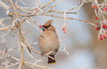 Seidenschwanz frisst eine Beere | © Josef Baumgartner