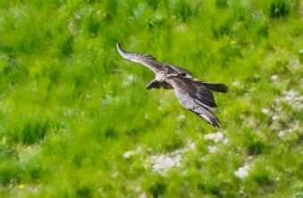 Bartgeier Sisi | © Christian Steiger