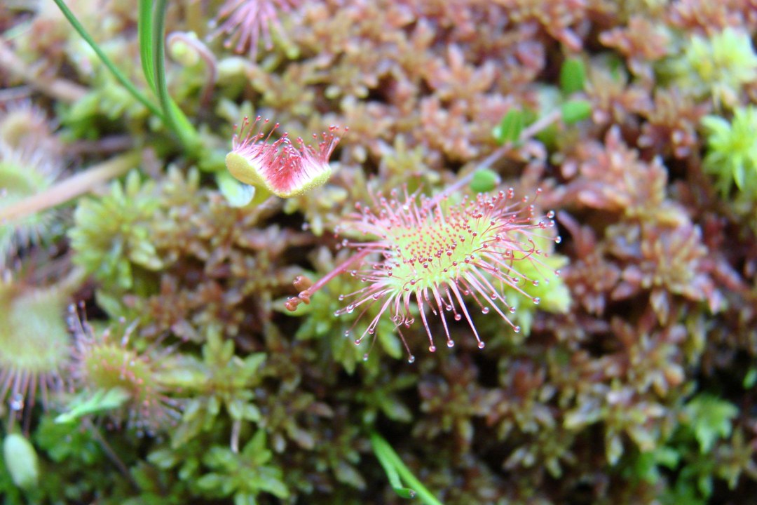 Sonnentau | © Eva Schubert