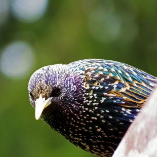 Star schaut nach links unten | © Michael Hruschka