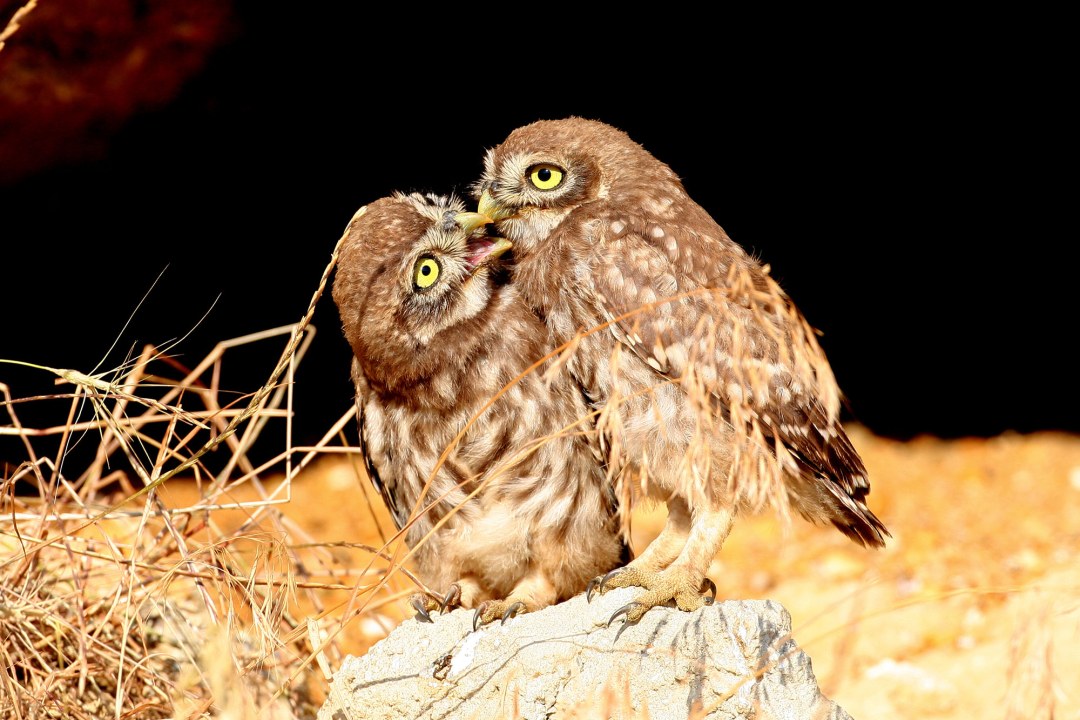 Zwei Steinkäuze auf einem Stein füttern sich | © Zdenek Tunka