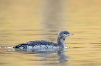 Sterntaucher im Schlichtkleid  | © Markus Glässel