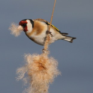 Stieglitz bzw. Diestelfink stizt an einem dünnen Strauch und frisst die Samen | © Zdenek Tunka