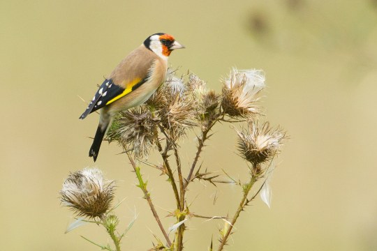 Stieglitz sitzt auf Distelblüten | © Rosl Rößner