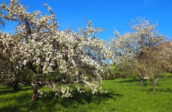 Streuobstwiese | © Franziska Wenger