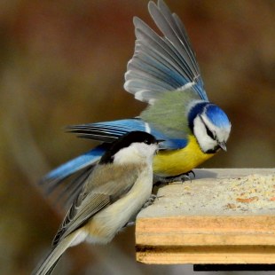 Sumpfmeise und Blaumeise zusammen an einer Futterstelle | © Melanie Huber