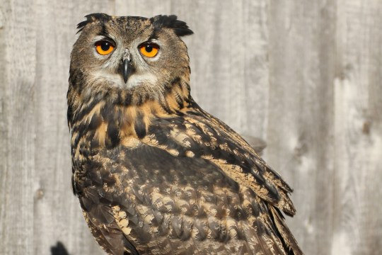 Uhu in der Vogelstation Regenstauf | © Ferdinand Baer