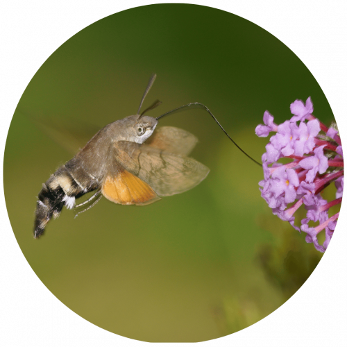 Taubenschwänzchen