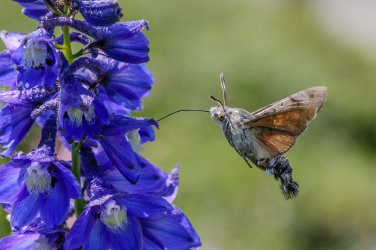 Taubenschwänzchen en saugt an einer Blüte Nektar | © Ralph Sturm