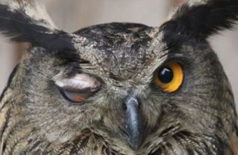 Am Auge verletzter Uhu in der Vogelstation Regenstauf | © LBV