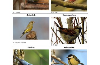 Sechs Vogelarten, darunter Erlenzeisig und Kohlmeise, werden im LBV-Projekt "Vogelfreundlicher Garten" vorgestellt.