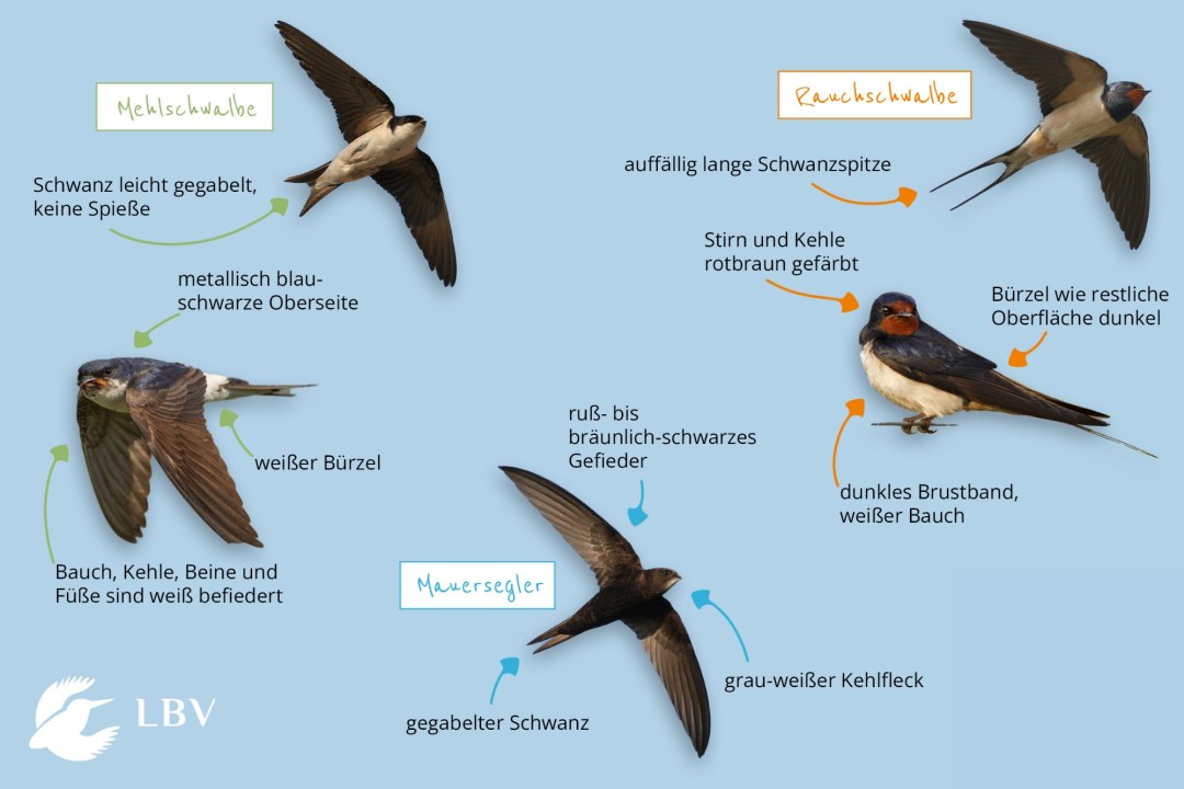 Unterschied Mehlschwalbe, Rauchschwalbe und Mauersegler | © LBV/Hanna Wüpping