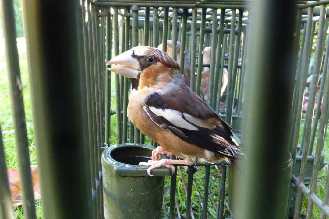 Vogelmord Kernbeißer | © CABS