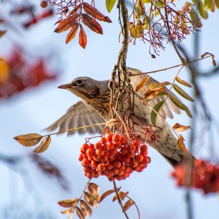 Wacholderdrossel im Flug hinter einem Beeren-Strauch | © Christina Schumann