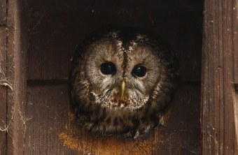 Waldkauz schaut mit dem Kopf aus einem Nistkasten | © Rosl Rößner