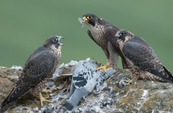 Adulter Wanderfalke brachte eine Taube als Beute für die beiden Jungvögel, die rechts und links mit aufgerissenem Schnabel auf einem Felsen sitzen | © Wolfgang Lorenz