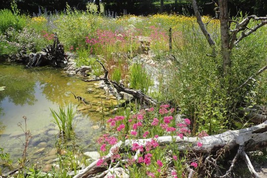 Flache Wasserstelle mit steinigem Ufer, gesäumt von Wildblumen und Totholz und einem Baum | © Birgit Helbig