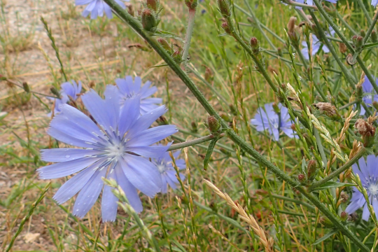 Die himmelblauen Blüten öffnen sich nur vormittags | © Patricia Danel