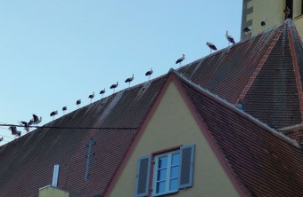 Viele Weißstörche stehen in Reih und Glied auf einem Kirchendach in Öttingen | © Heidi Källner