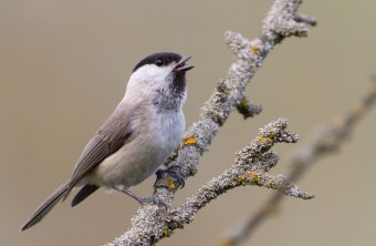 Weidenmeise auf Ast | © Markus Glaessel