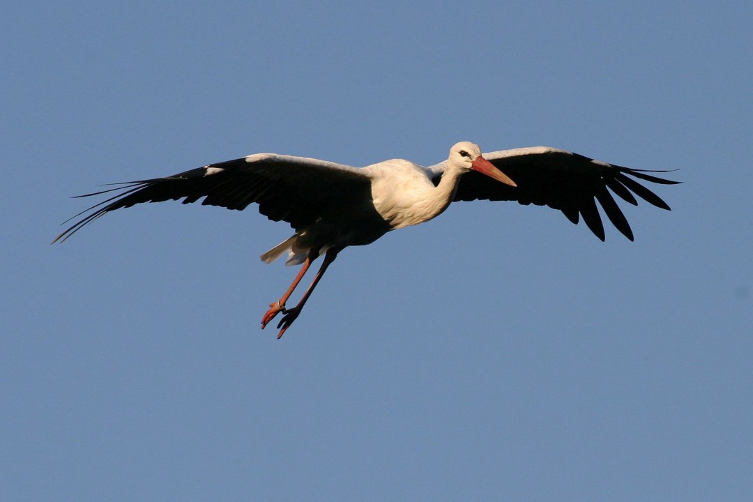 Weißstorch im Flug auf blauem Himmel | © Carl-Peter Herbolzheimer