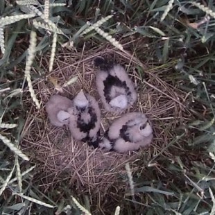 Wiesenweihen-Jungvögel im Nest mit dem Kopter fotografiert | © S. Dehner
