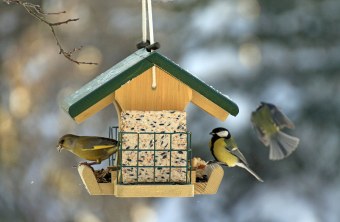Gruenfink und Kohlmeisen an einem Futterhäuschen | © Ingo Rittscher