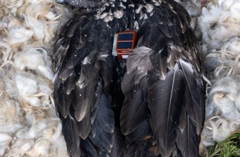 Ein Zierli mit Sender ruht im Nest, umgeben von Natur, gefördert durch den LBV in Bayern | © Hansruedi Weyrich.