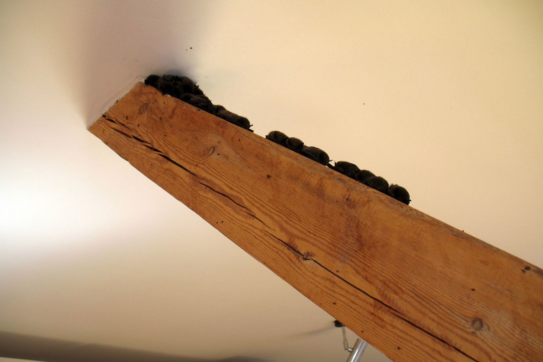 Zwergfledermäuse sitzen auf einem Balken in einem Haus | © Bianca Fuchs