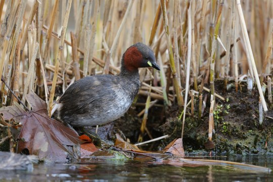 Zwergtaucher am Ufer | © Frank Derer