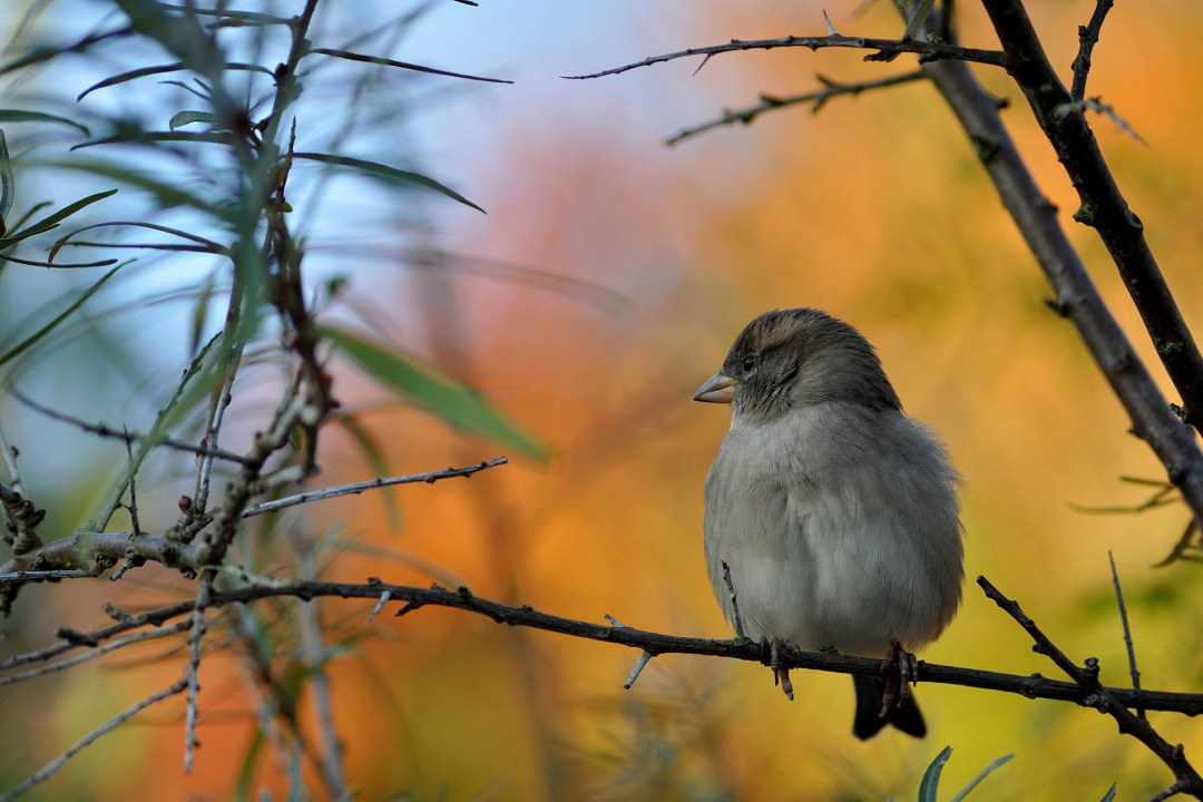 Spatz sitzt auf einem dünnen Ast | © Benedikt Orlowski