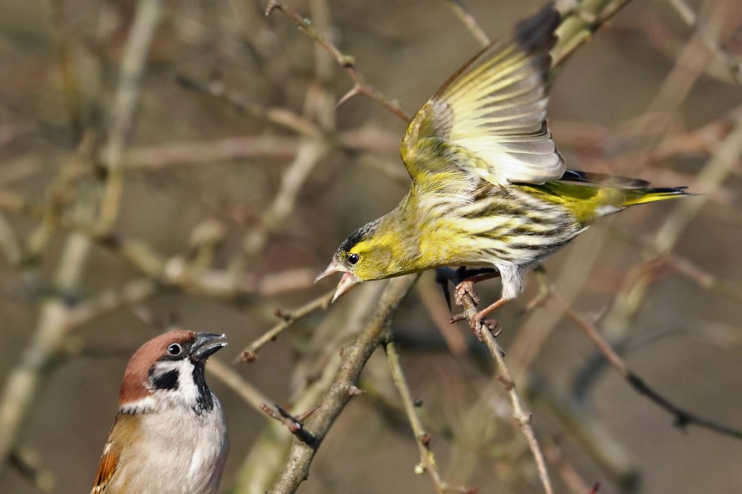 Ein Erlenzeisig scheint im Flug einen Feldsperling anzugreifen, der auf einem Ast sitzt | © Carl-Peter Herbolzheimer