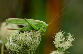 Grünes Heupferd | © A. Schaefer