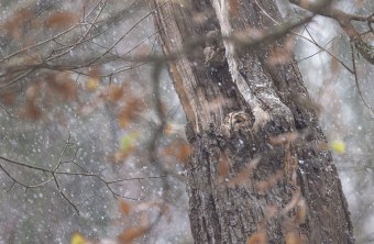 Waldkauz in einem Baumloch, es schneit | © Daniel Stellwagen