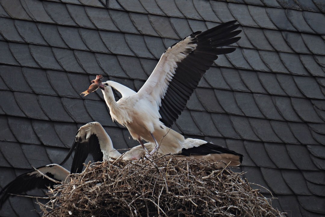 Weißstörche im Nest, der Altvogel sitzt mit ausgebreiteten Flügeln in der Mitte und hat einen Fisch im Schnabel | © Ruth Reheuser