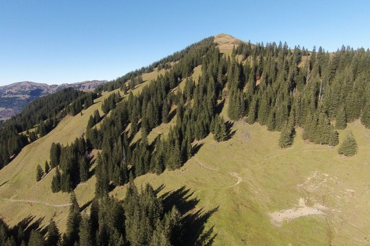 Westflanke des Riedberger Horns im Sommer mit vielen Bäumen | © LBV