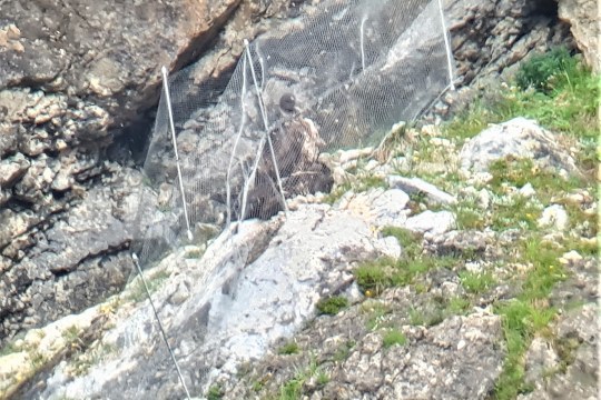 Beide Bartgeier eng beieinander in ihrer bevorzugten Zaunecke |© D. Schuhwerk LBV