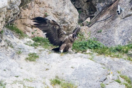 Ein junger Bartgeier steht mit ausgebreiteten Schwingen in einer Felsnische. | © Richard Straub
