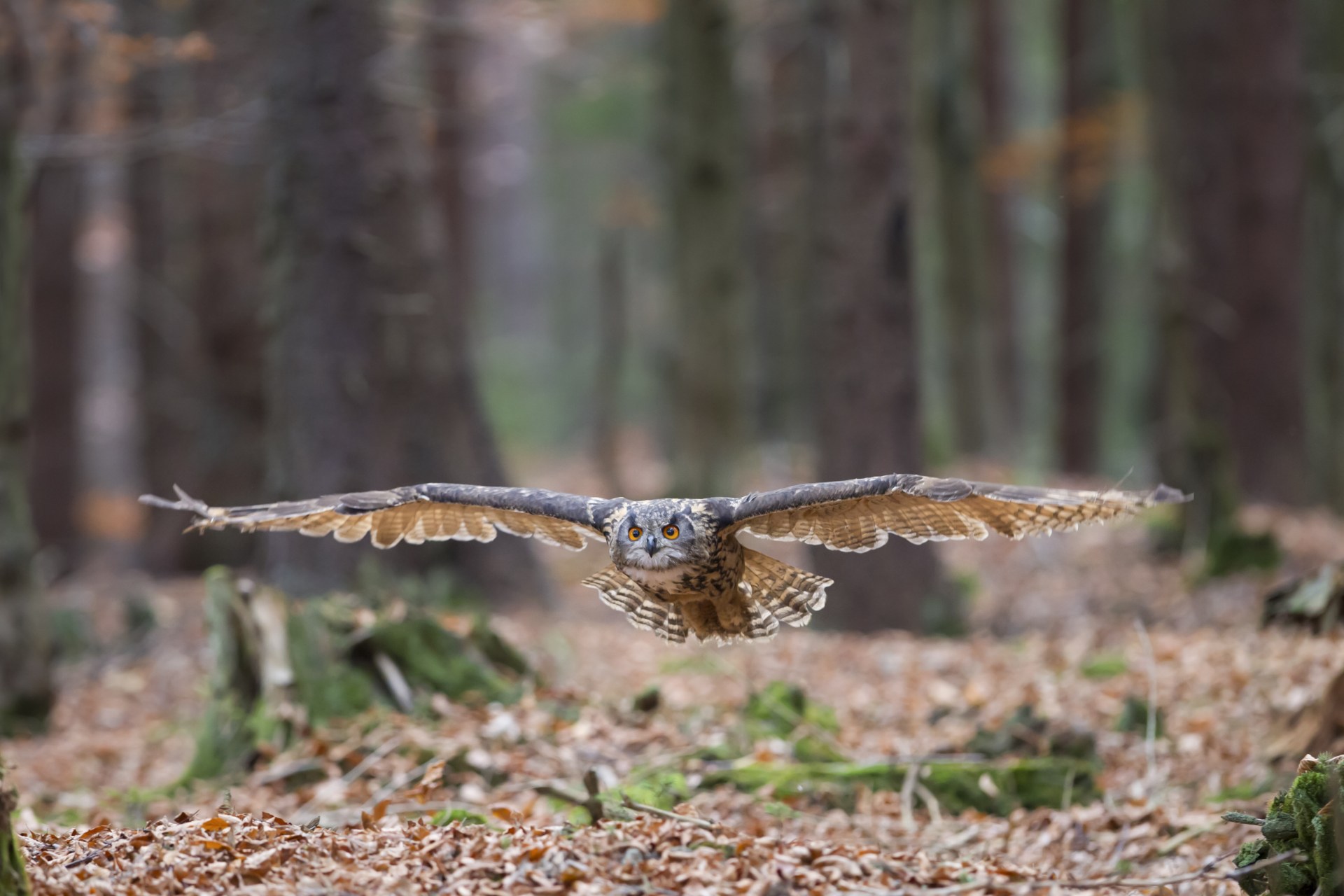 Fliegender Uhu Wald © Markus Bosch