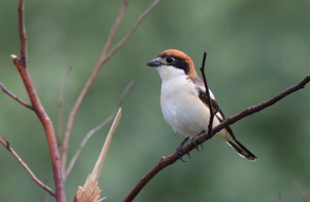 Rotkopfwürger auf Zweig | © Frank Derer