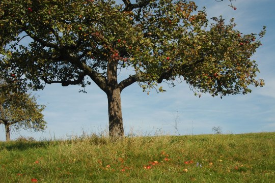 Apfelbaum auf einer Streuobstwiese | © Thomas Staab